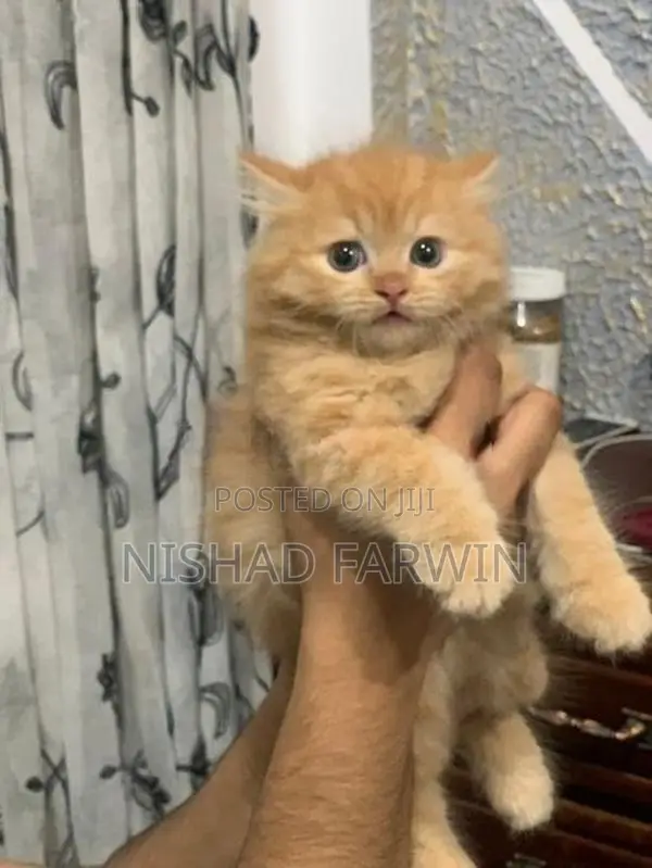 Persian Kittens