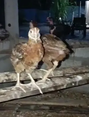 நாட்டுக் கோழிகள்