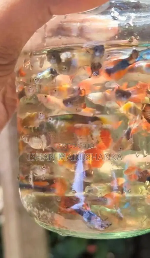 Guppy Fish