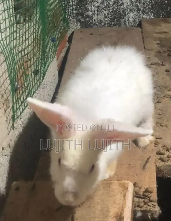 Rabbits
