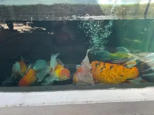 Gold Fish