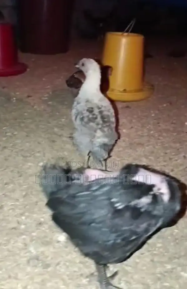 நாட்டுக் கோழிகள்