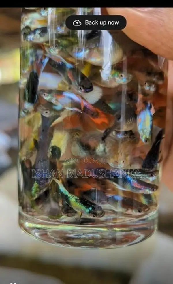 Guppy Fish