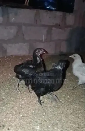 நாட்டுக் கோழிகள்