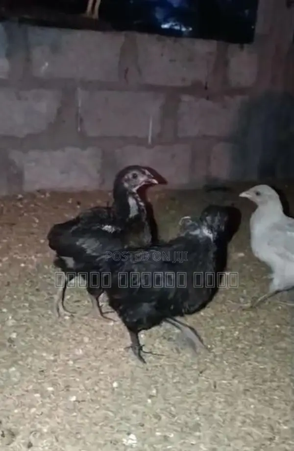 நாட்டுக் கோழிகள்