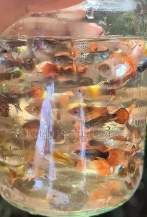 Guppy Fish