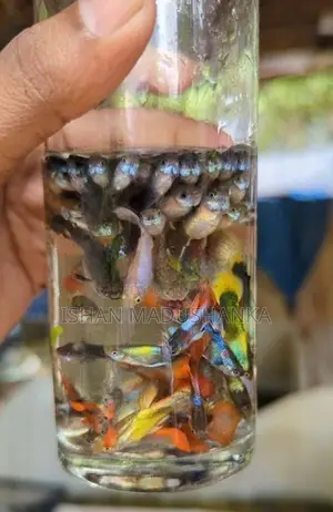 Guppy Fish