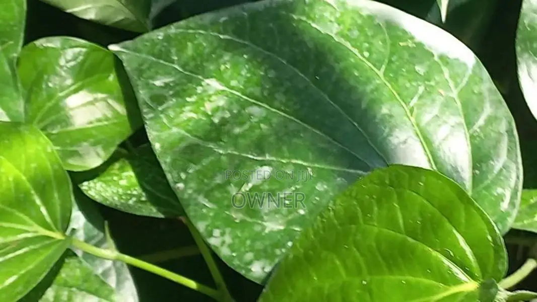 வெற்றிலை