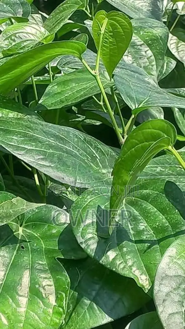 வெற்றிலை