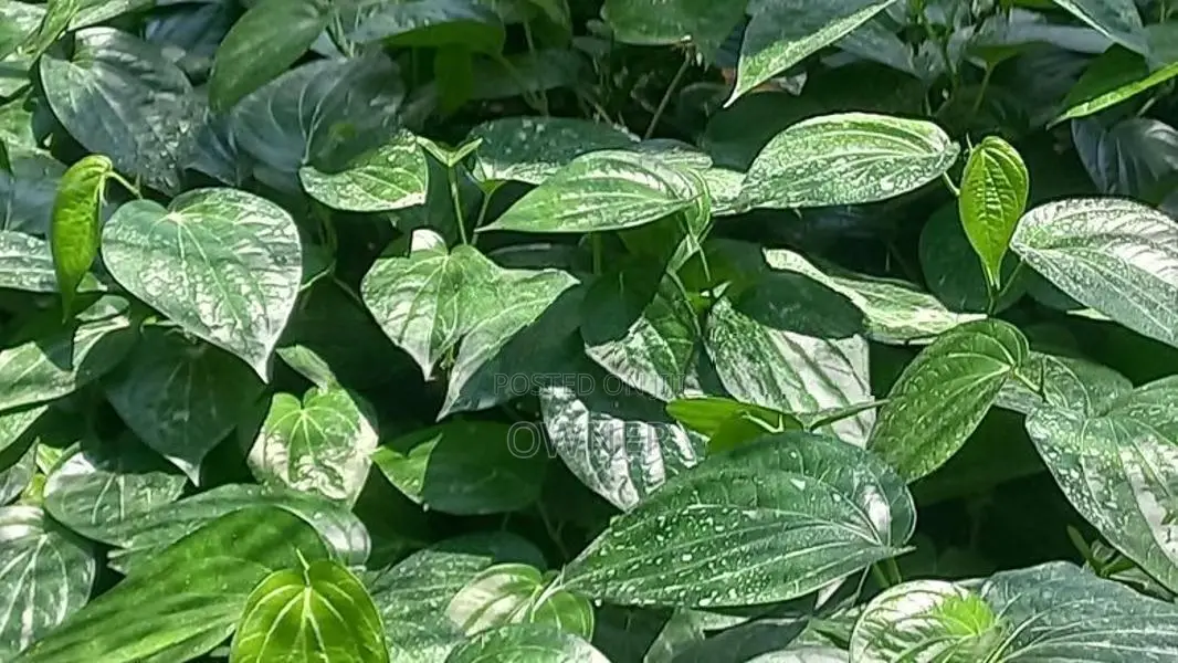 வெற்றிலை