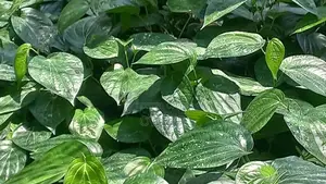வெற்றிலை