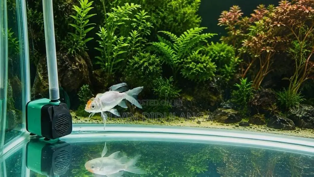 Butterfly carp Fish