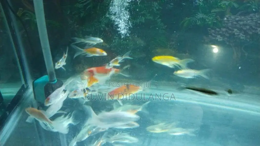 Butterfly carp Fish