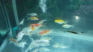 Butterfly carp Fish