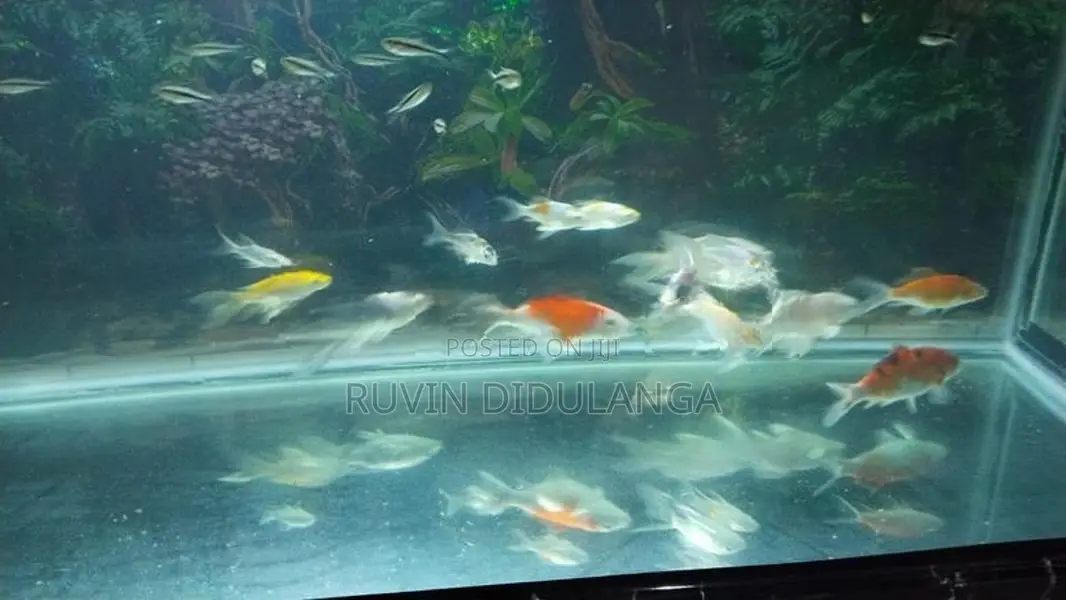 Butterfly carp Fish