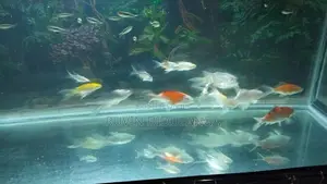 Butterfly carp Fish