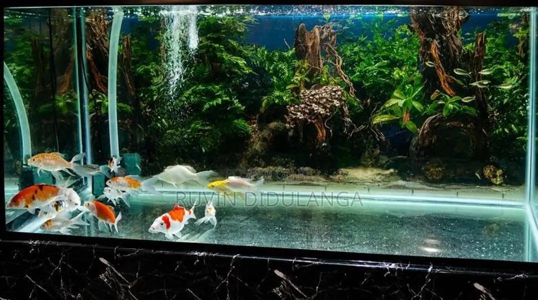 Butterfly carp Fish