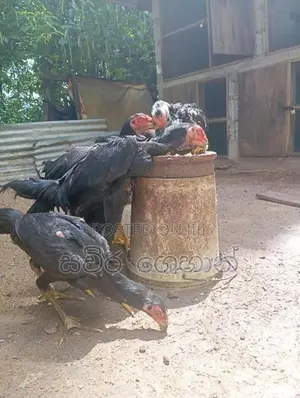 Shamo Rooster