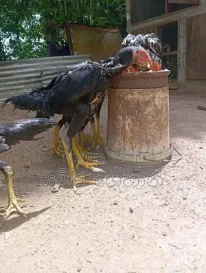 Shamo Rooster