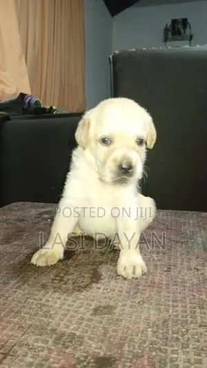 Pure American Labrador Puppies