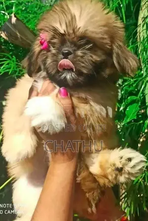 Shih Tzu Puppies