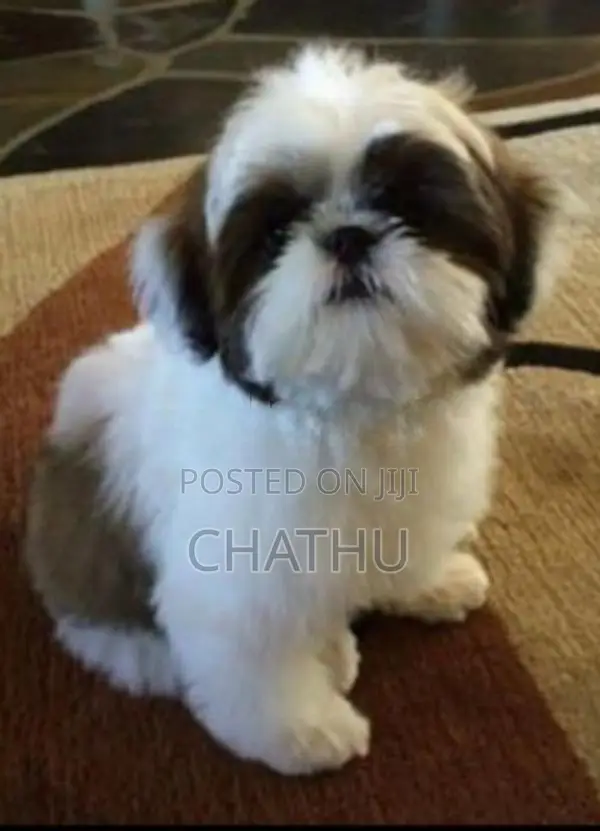 Shih Tzu Puppies