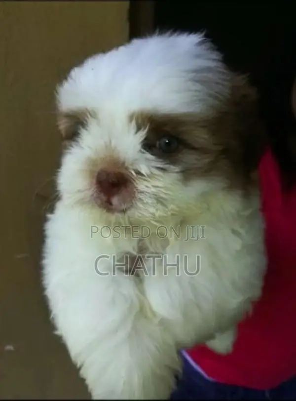 Shih Tzu Puppies