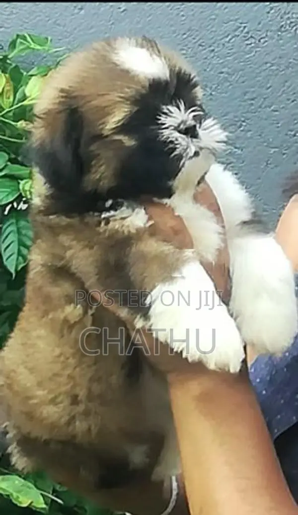 Shih Tzu Puppies