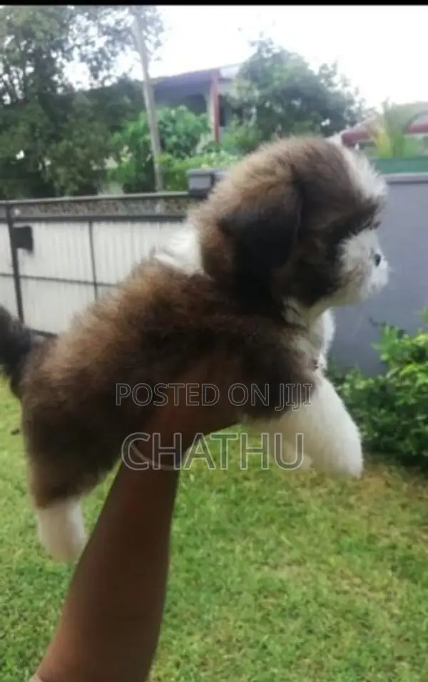 Shih Tzu Puppies