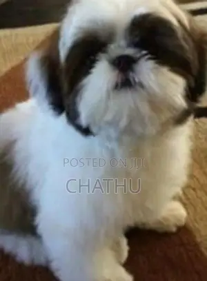 Shih Tzu Puppies