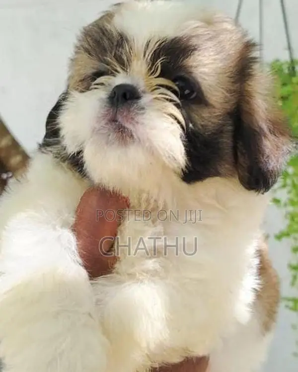 Shih Tzu Puppies