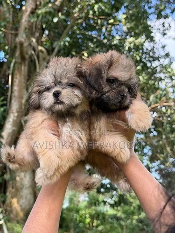 Shih Tzu Puppies