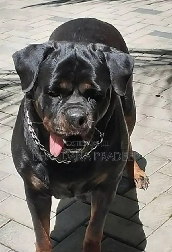 Rottweiler Imported Blood Line Female