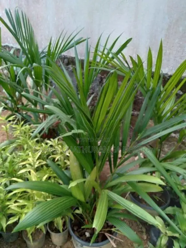 Red Palm Plants