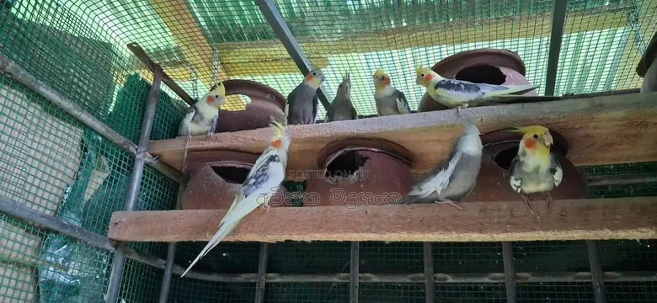 කොකටේල් කුරුල්ලා