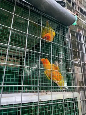 Sunconure Parrots