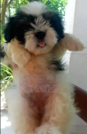 Shih Tzu Puppies