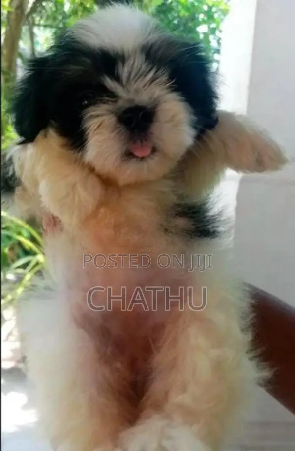 Shih Tzu Puppies