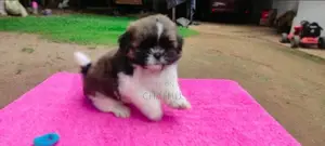 Shih Tzu Puppies