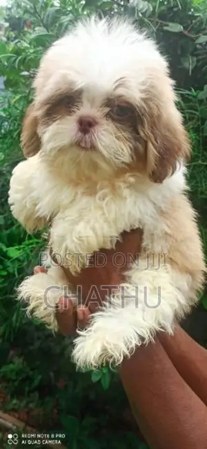 Shih Tzu Puppies