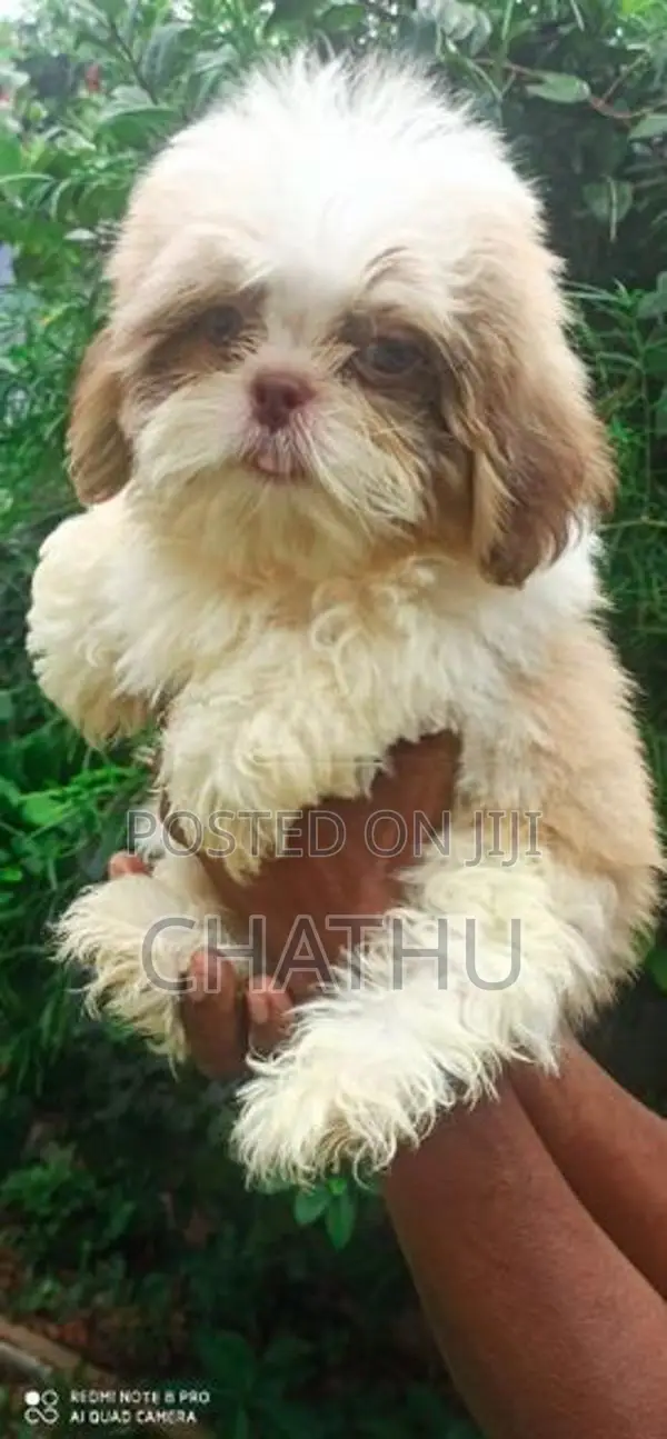 Shih Tzu Puppies