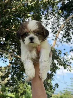 Shih Tzu Puppies