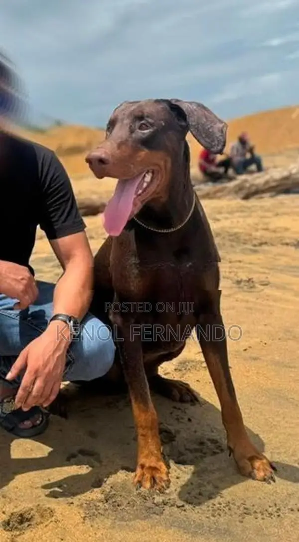 Doberman Dog