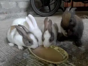 Bunnies (හා පැටවුන්)