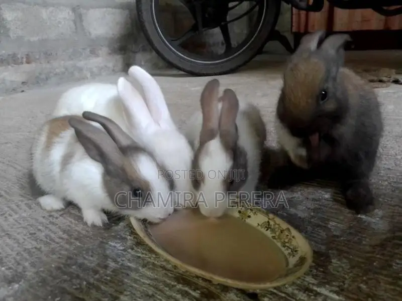 Bunnies (හා පැටවුන්)