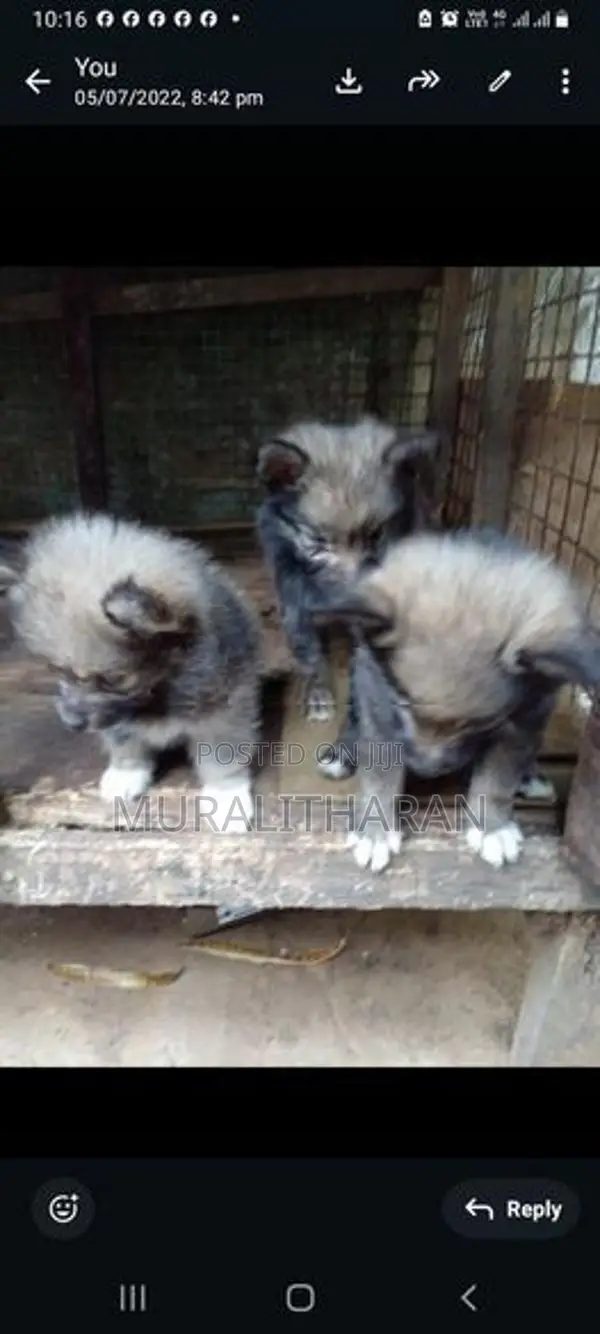 Pomerian Puppies