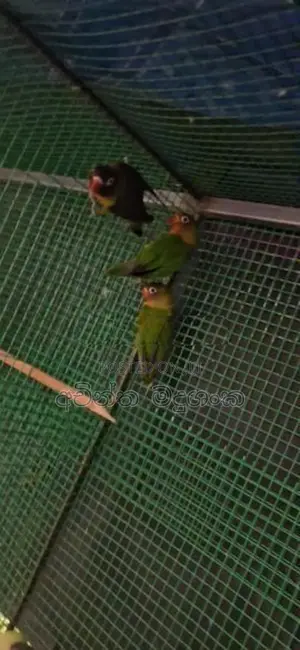 African Birds - අප්‍රිකන්
