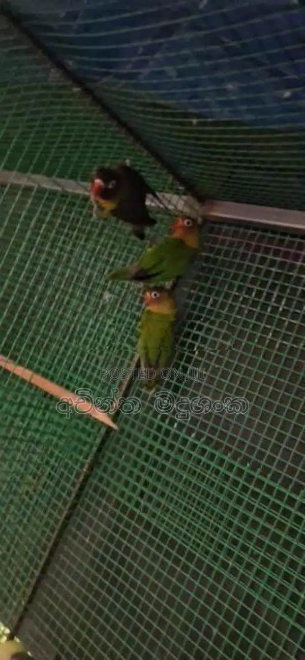 African Birds - අප්‍රිකන්