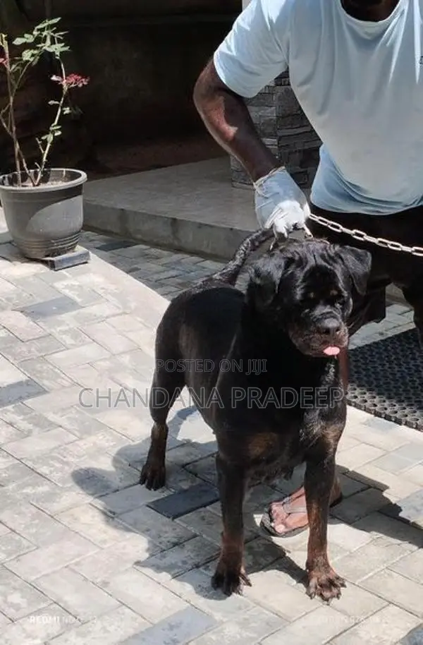 Rottweiler Imported Blood Line Female