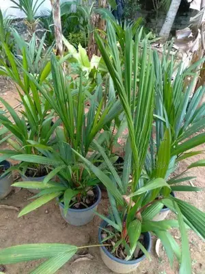 Red Palm Plants